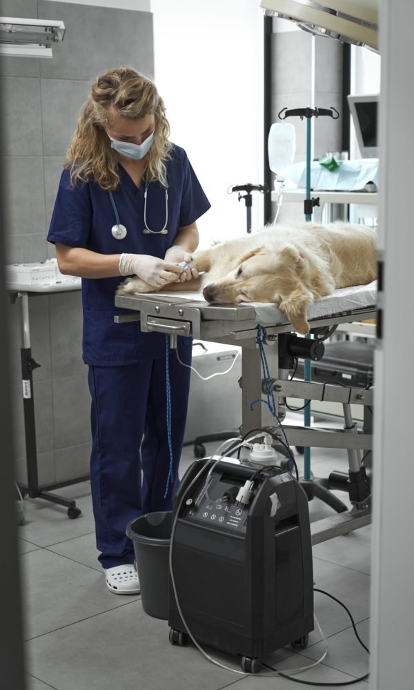 Female doctor preparing dog for surgery at the hospital