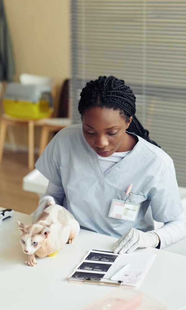 Vertical portrait of young female veterinarian examining cat in vet clinic and looking at ultrasound images